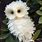 Baby White Owl