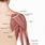 Back of Arm Anatomy