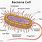 Bacteria Cell Function