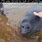 Baikal Seal Meme