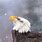 Bald Eagle in Snow