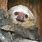 Bald Sloth