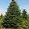 Balsam Fir Tree