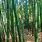 Bamboo Plants in the Philippines