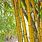 Bamboo Tree Pics