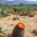 Barrel Cactus in Desert