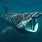 Basking Shark Mouth Open