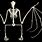Bat Wing Skeleton