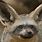 Bat-Eared Fox Image