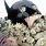 Batman Flowers