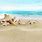 Beach Sand Seashells