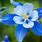 Beautiful Light Blue Flowers