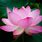 Beautiful Lotus Flower Wallpaper