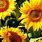 Beautiful Sunflowers