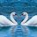 Beautiful Swans Love