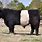 Belted Galloway Steer