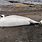 Beluga Whale Carcass