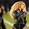 Beyoncé Super Bowl Accident