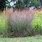 Big Bluestem Andropogon Gerardii