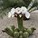 Big Cactus with Flowers