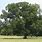 Big Pecan Tree