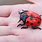 Biggest Ladybug