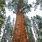 Biggest Redwood Tree in the World