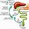 Bile Acid Cycle