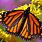 Bing Images Butterfly
