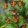 Bing Monarch Butterfly