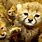 Bing Wallpaper Baby Animals