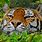 Bing Wallpaper Tiger