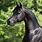 Black Arabian Horse Mare