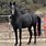 Black Arabian Horse with White Star