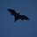 Black Bat Flying