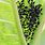 Black Bugs On Plants