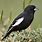 Black Bunting Bird