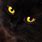 Black Cat Gold Eyes