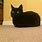 Black Cat Loafing