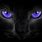 Black Cat Purple Eyes