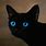 Black Cat with Dark Blue Eyes