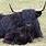 Black Highland Cow Baby