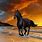 Black Horse Photography