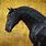 Black Lusitano Horse