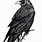 Black Raven Drawing