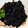 Black Rose Real Flower