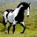 Black White Paint Horse