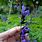 Black and Blue Salvia Plant