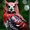 Black and Red Owl