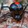 Black and White Black Widow Spider
